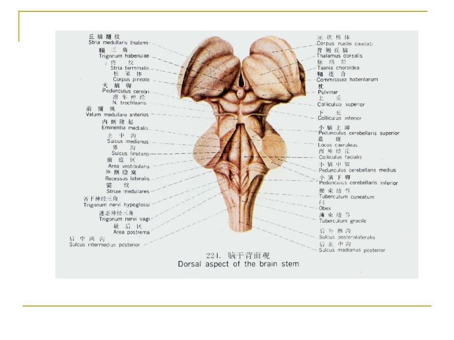 医学人体解剖学资源：脑干_第5页