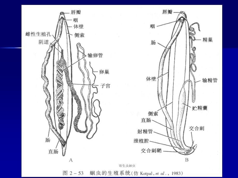 寄生虫蛔虫课件_第5页