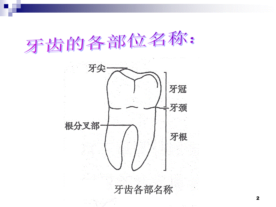 增城区小楼镇长岭麦韵芳小学二年级健康课件(树房)_第2页