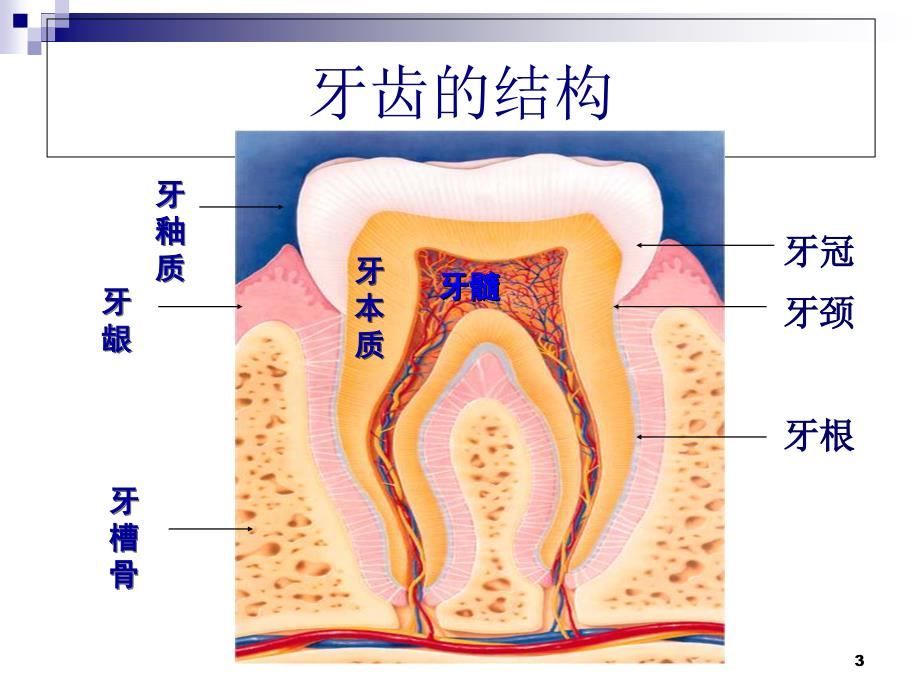 增城区小楼镇长岭麦韵芳小学二年级健康课件(树房)_第3页