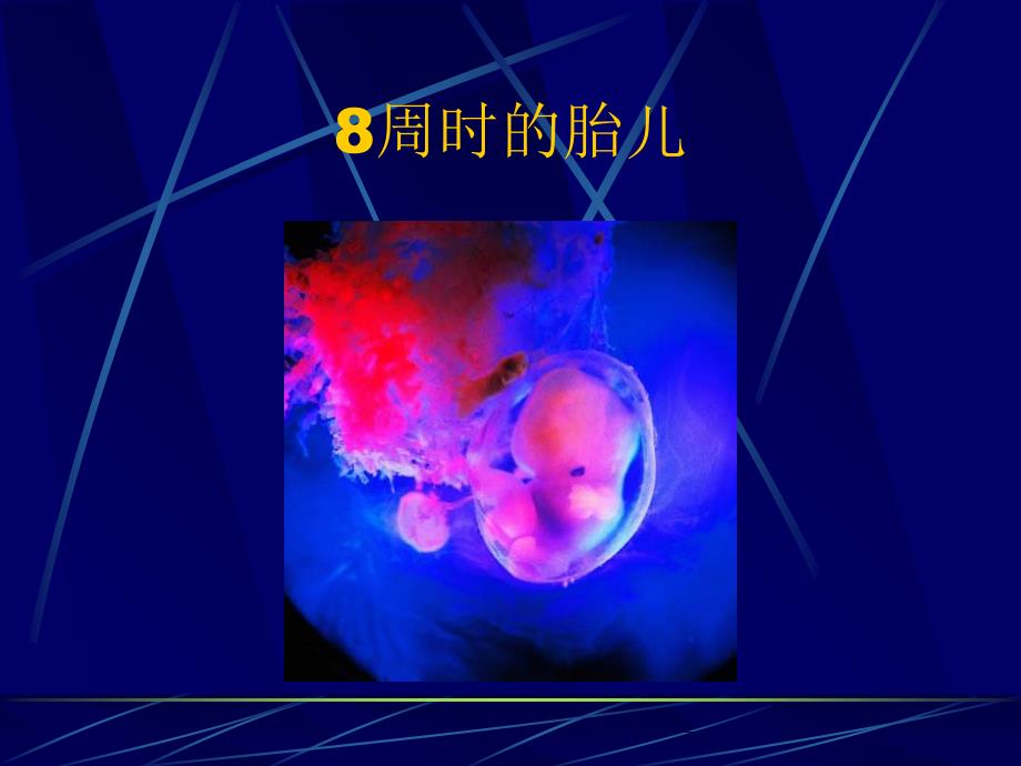 影响心理发展的遗传因素-PPT精品课件_第4页