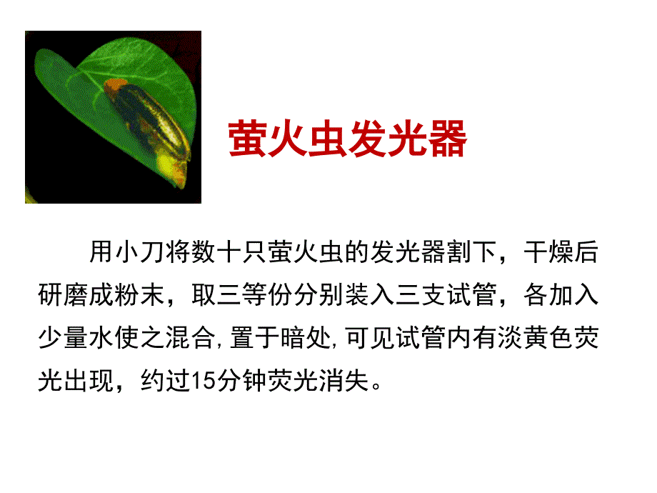 生物必修5.2细胞的能量通货ATPPPT课件_第4页