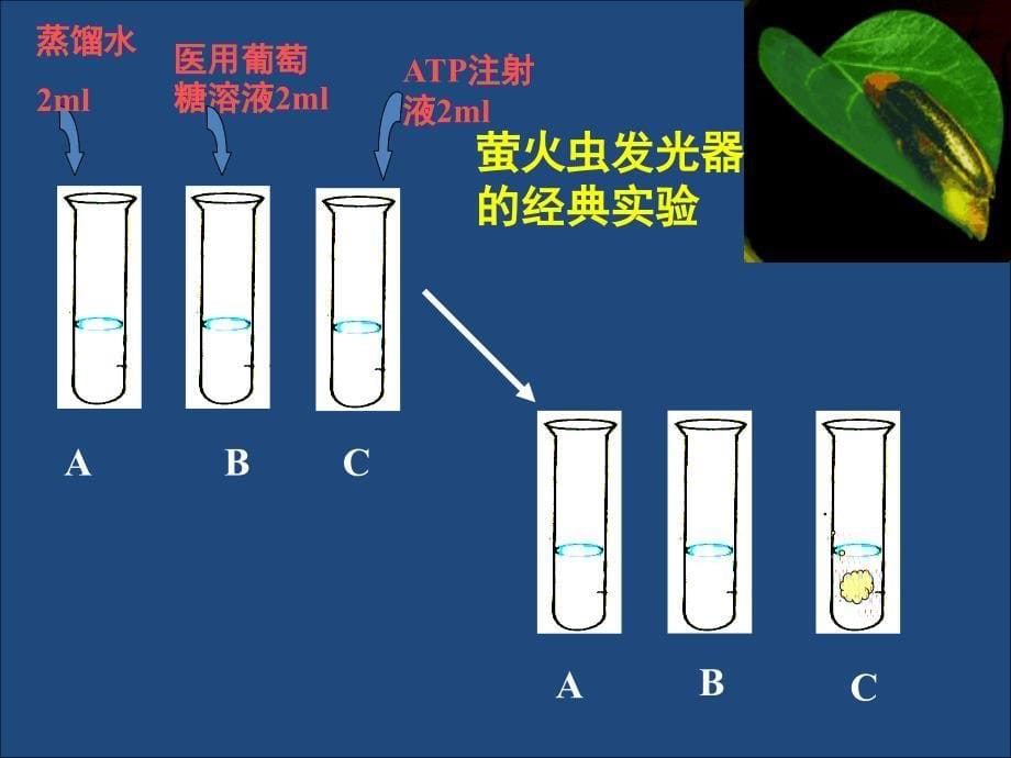 生物必修5.2细胞的能量通货ATPPPT课件_第5页