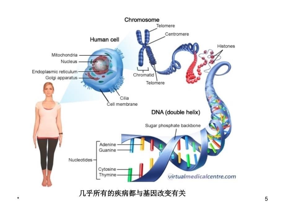 分子遗传学：基因诊断_第5页