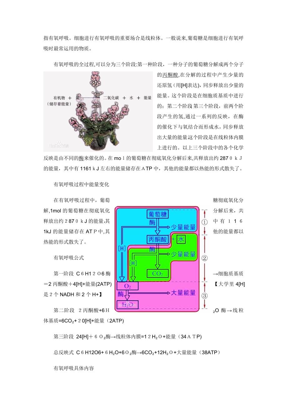 呼吸作用的全部过程_第4页