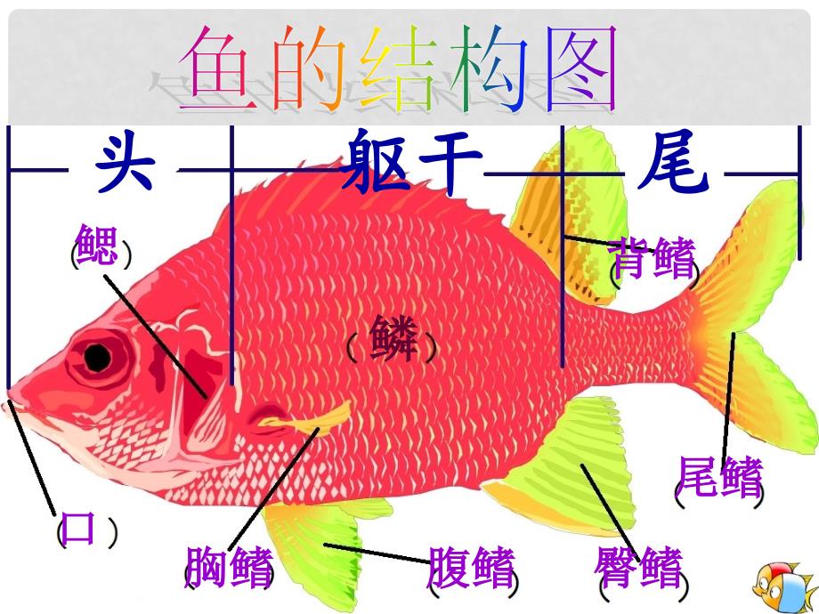 四年级科学上册 3.4《鱼儿的奥秘》课件3 大象版_第3页