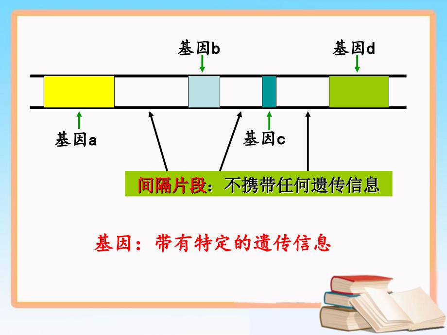 4.1基因指导蛋白质的合成课件10肖霞_第4页