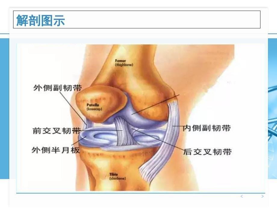 关节镜下前交叉韧的手术配合ppt_第5页