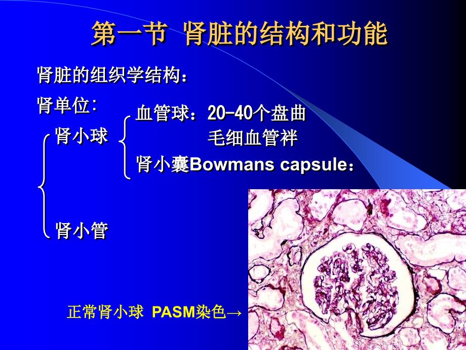 病理学随堂课件泌尿系统疾病_第3页