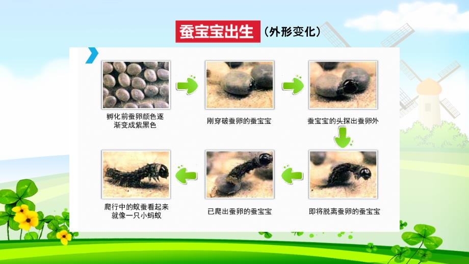 苏教版四年级下册科学二单元养蚕微课_第2页