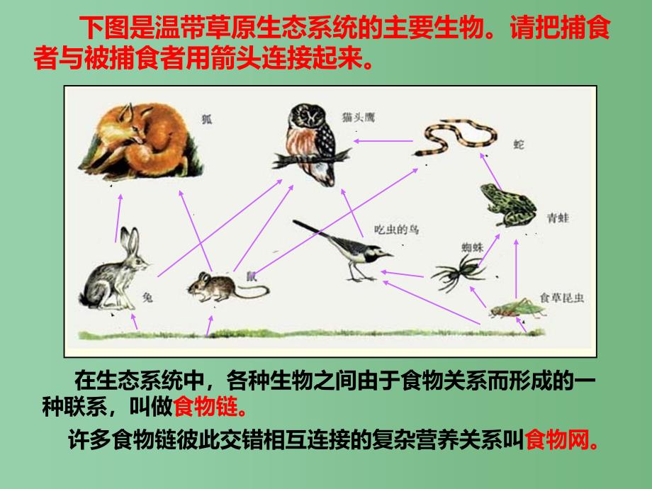 八年级生物下册第七单元第二节食物链和食物网课件冀教版_第2页