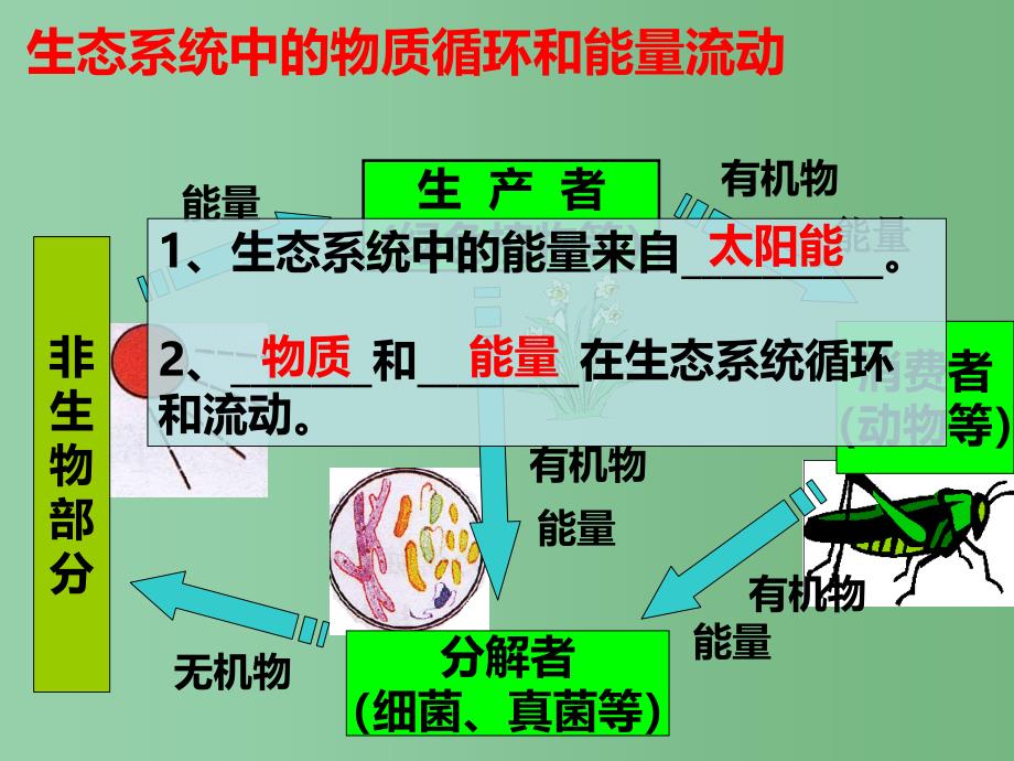 八年级生物下册第七单元第二节食物链和食物网课件冀教版_第4页