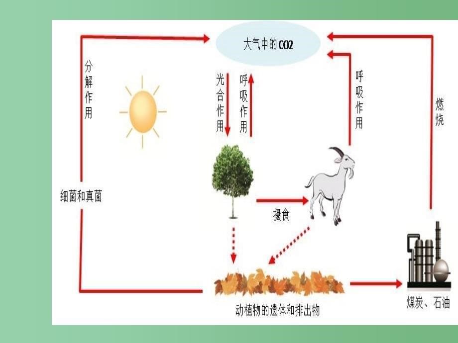 八年级生物下册第七单元第二节食物链和食物网课件冀教版_第5页