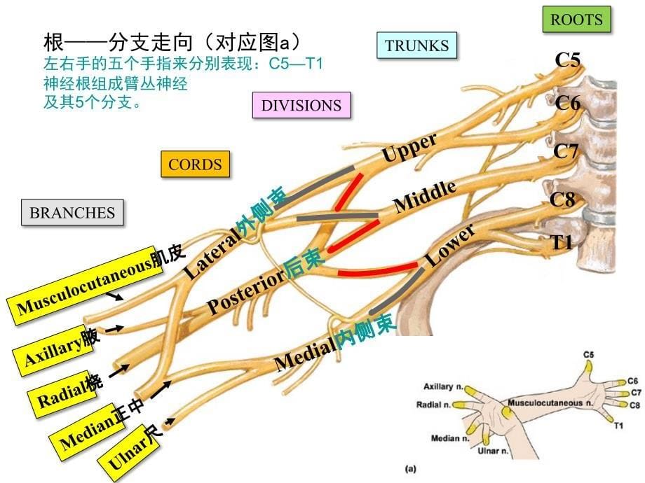 “动作记忆法”提高按摩解剖学教学中对解剖学知识理解_第5页