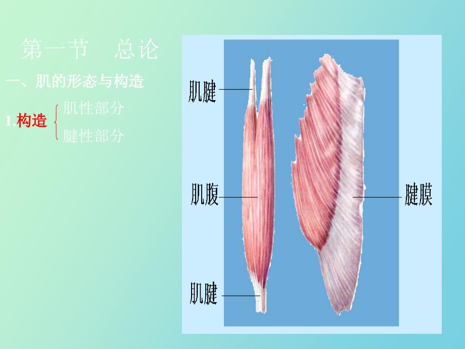 肌学人体结构学_第2页