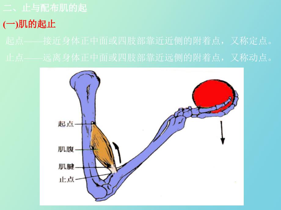 肌学人体结构学_第4页