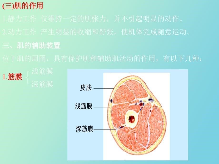 肌学人体结构学_第5页