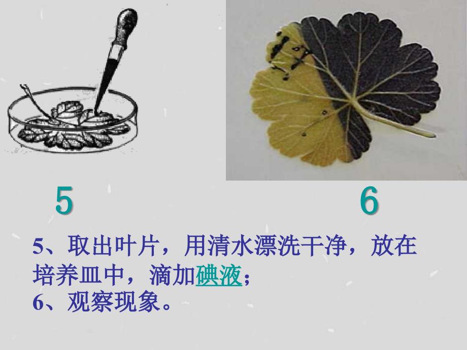 绿色植物是生物圈有机物的制造者_第4页