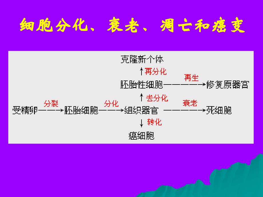 人教版教学课件云南省弥勒县庆来中学高一生物6.2细胞分化、衰老、凋亡和癌变2(课件)_第3页