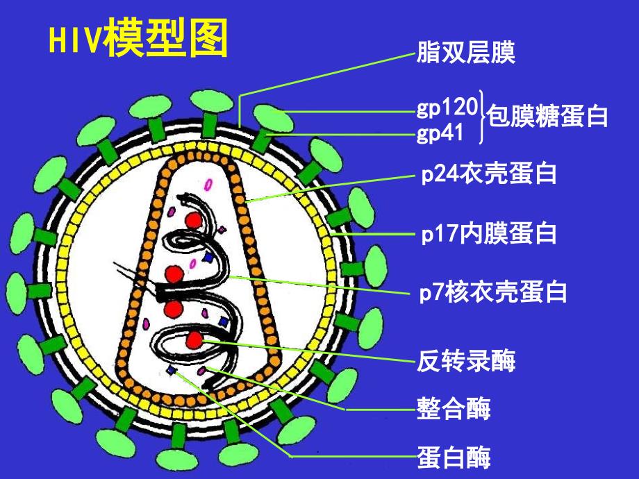 急性冠脉综合症的诊断和治疗PPT演示课件_第4页