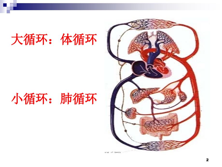 心脏血管解剖_第2页