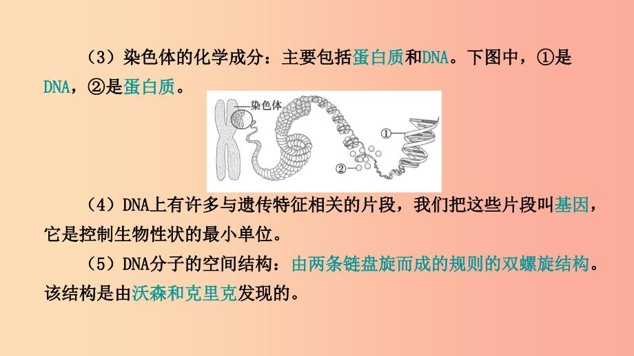 山东省2019年中考生物主题复习十五生物的遗传与变异课件济南版.ppt_第3页