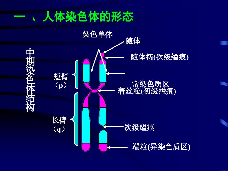 第07章染色体病_第4页