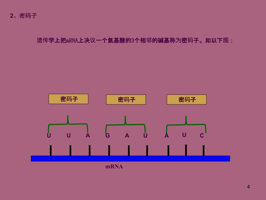 遗传信息的翻译2ppt课件_第4页