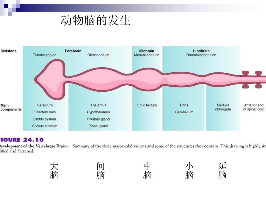 最新452神经系统PPT文档_第4页