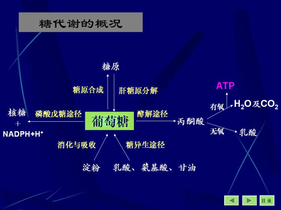 第十九章糖代谢_第4页