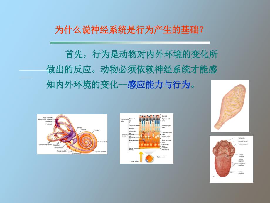 行为的生理学基础_第4页