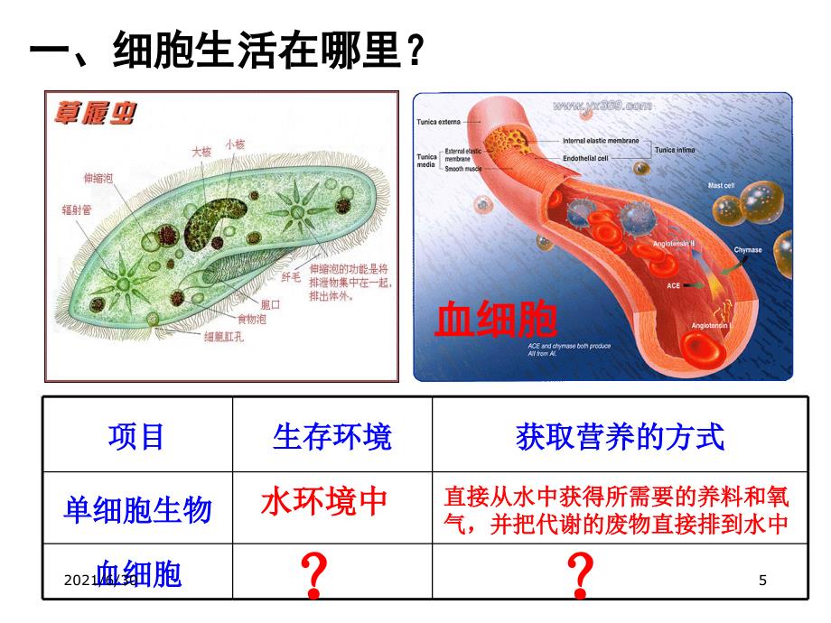 细胞生活的环境 课件_第5页