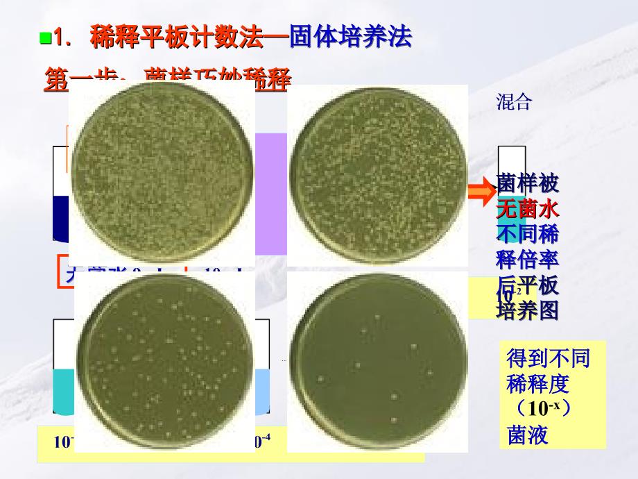 细菌的生长和遗传变异_第5页