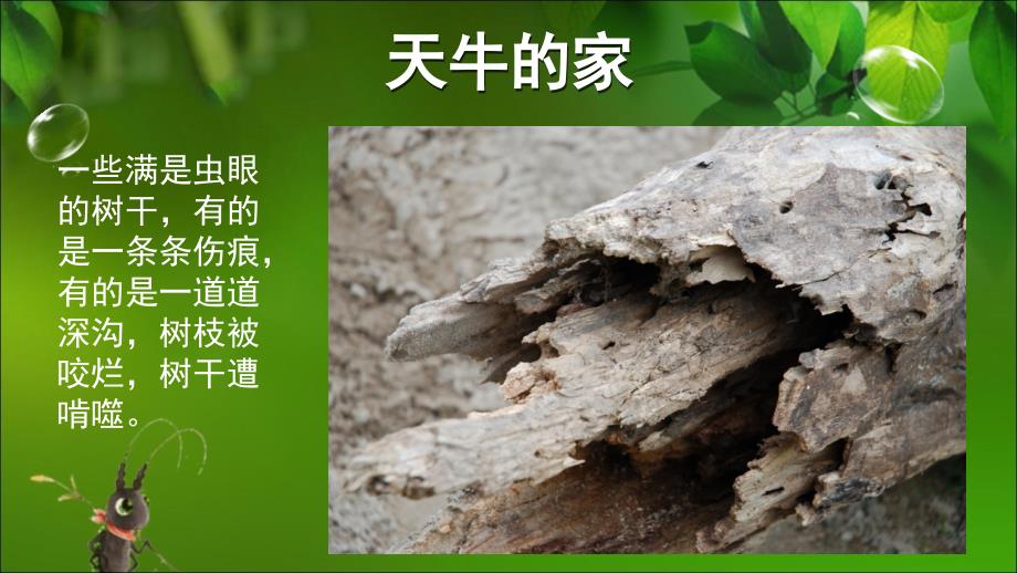 天牛 昆虫记.ppt_第3页