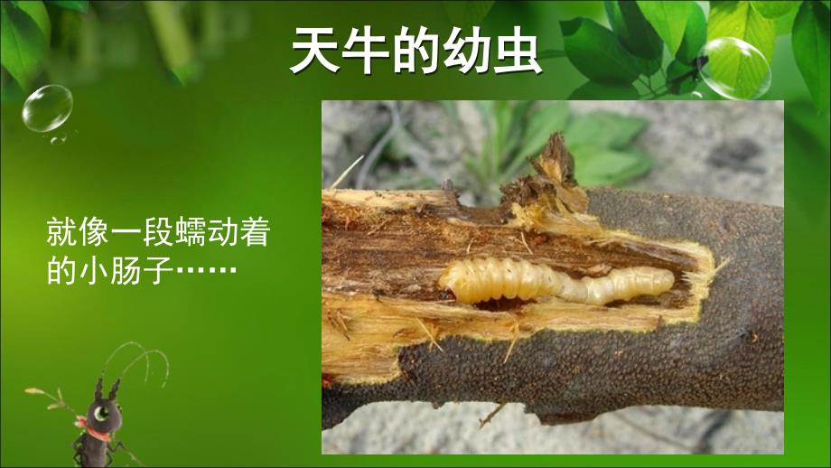 天牛 昆虫记.ppt_第4页