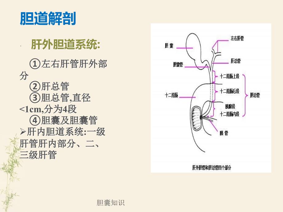 【胆】胆石症的相关知识_第4页