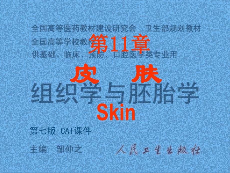 人面部皮肤结构图详解.ppt_第1页