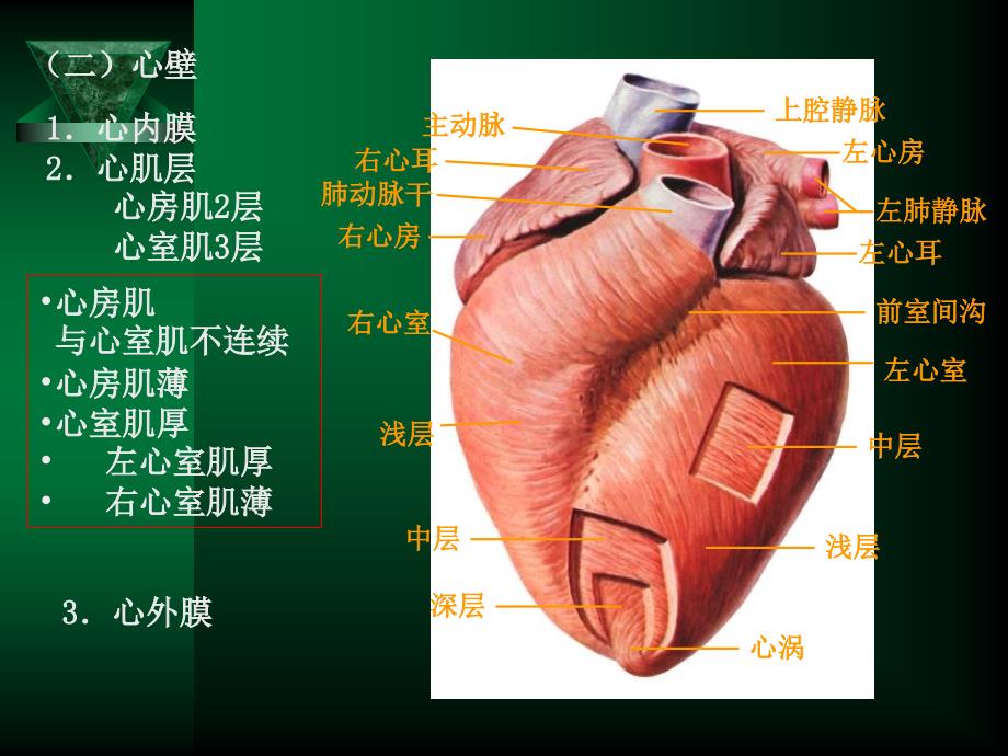 循环系统疾病修改_第3页