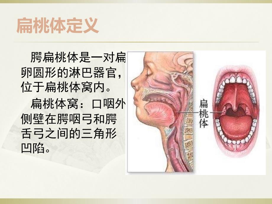 扁桃体及相关内容_第3页