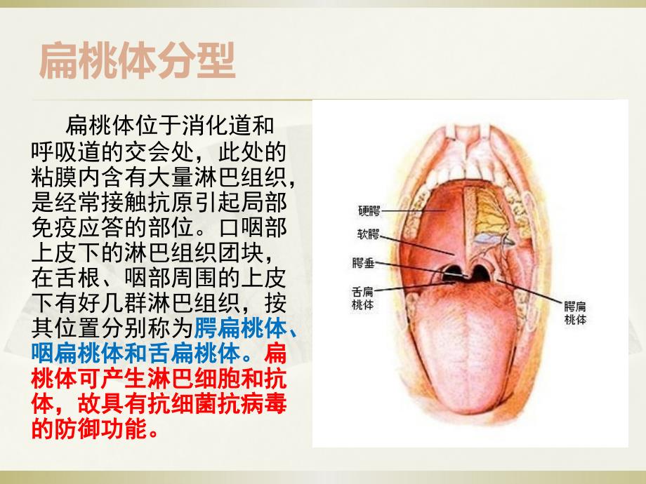 扁桃体及相关内容_第4页