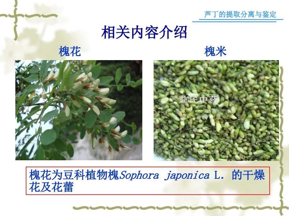 槐米中芦丁的提取分离与鉴定_第5页