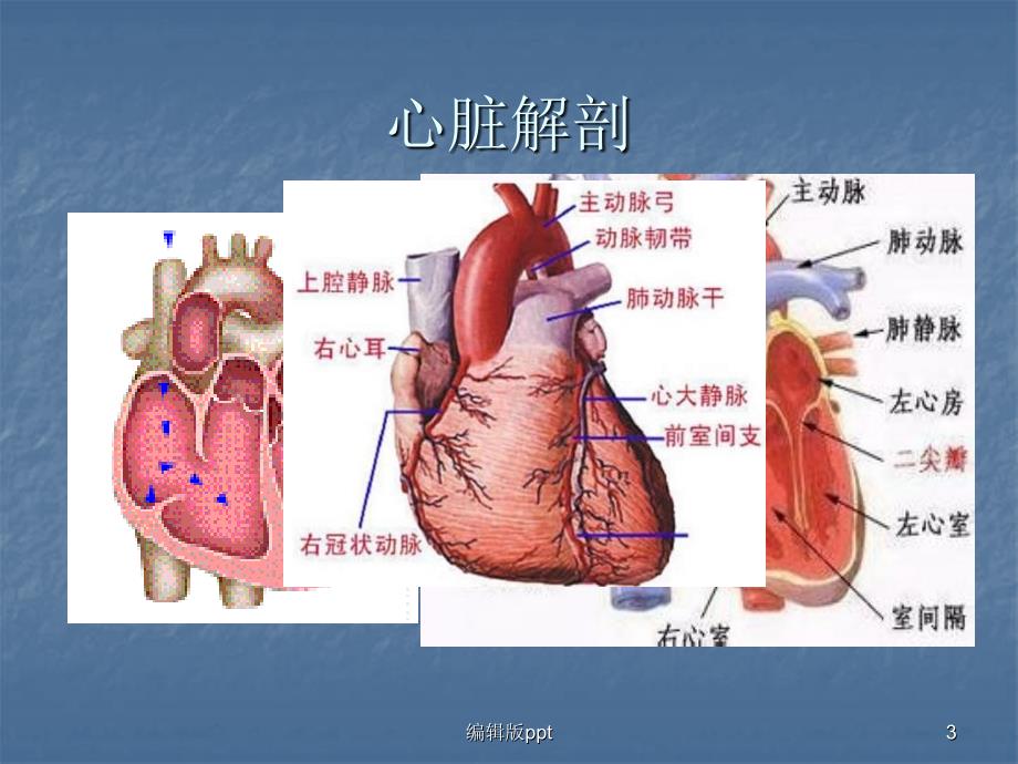 内科护理学心力衰竭PPT课件_第3页