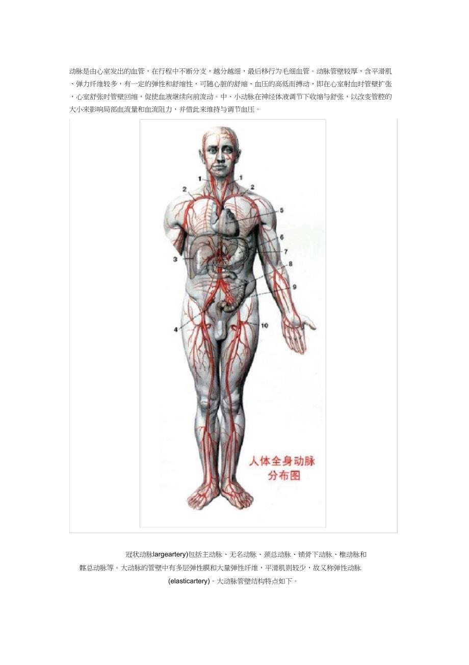 人体血管解剖图_第1页