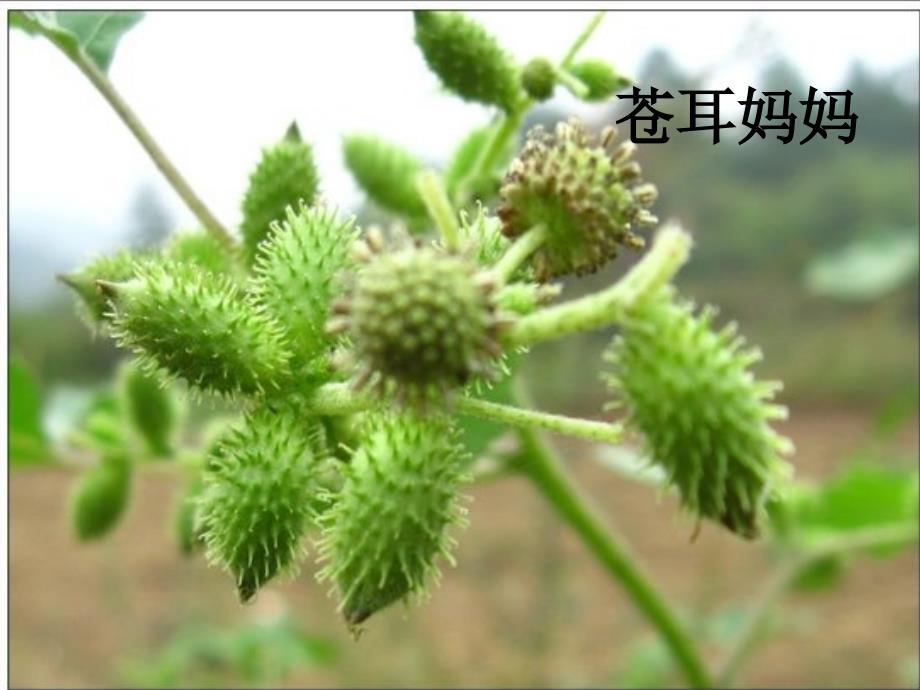 《植物妈妈有办法》_第3页