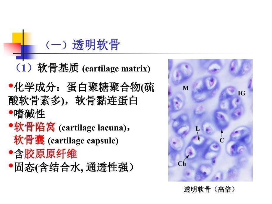 第6章软骨和骨课件_第5页