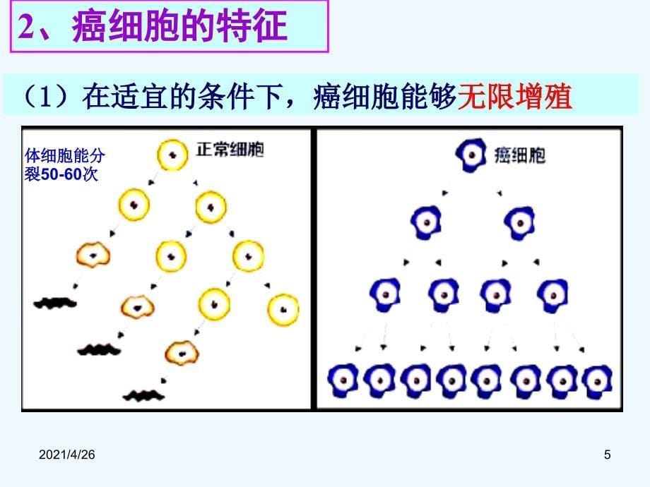 最新细胞癌变_第5页