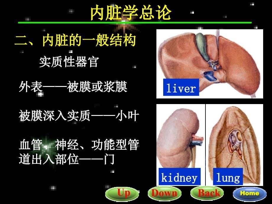 《内脏消化》PPT课件_第5页