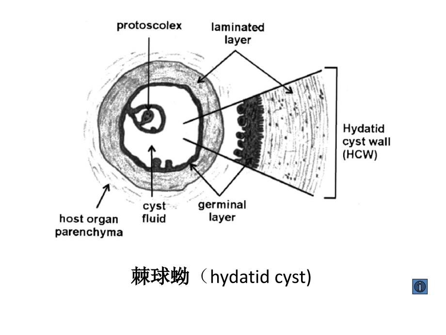 寄生虫学第九讲棘球裂头_第3页