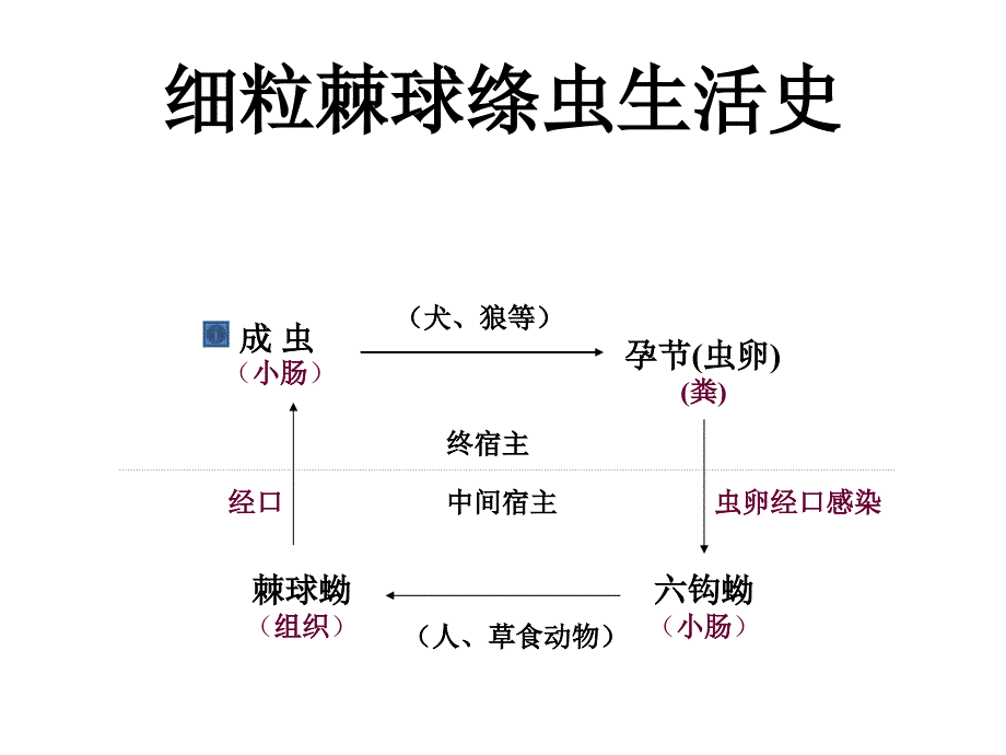 寄生虫学第九讲棘球裂头_第4页