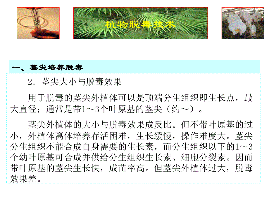 茎尖培养脱毒技术PPT课件_第2页